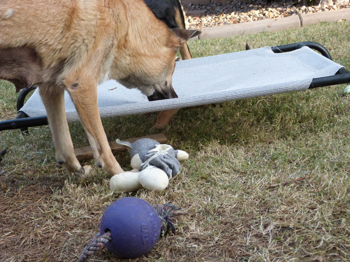 chinook dog